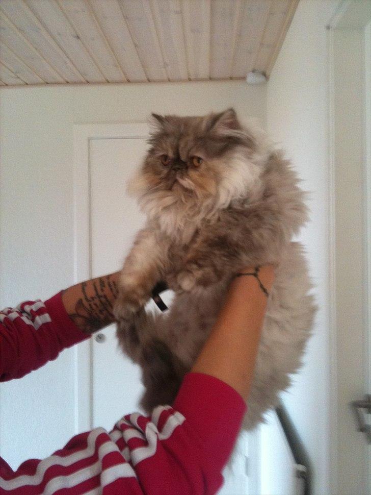 Perser Effie billede 1