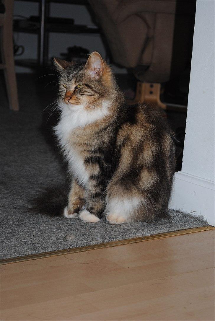 Maine Coon Freja - ja sidde holder vagt:) billede 2