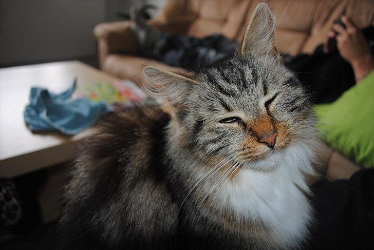 Maine Coon Freja - nå hvor jeg smuk:) billede 1