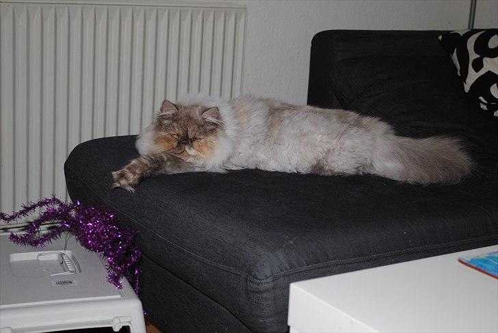 Perser Effie billede 2