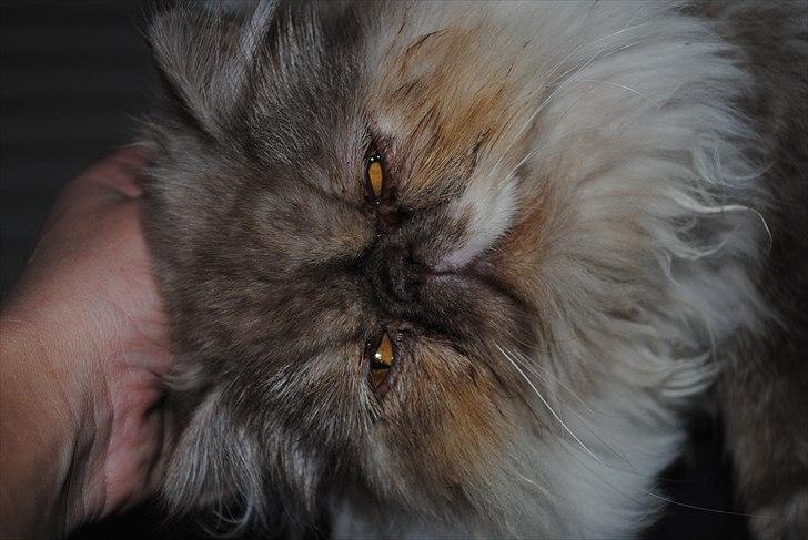 Perser Effie billede 3