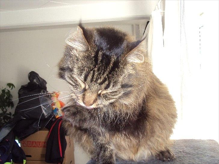 Blanding af racer Josefine billede 18