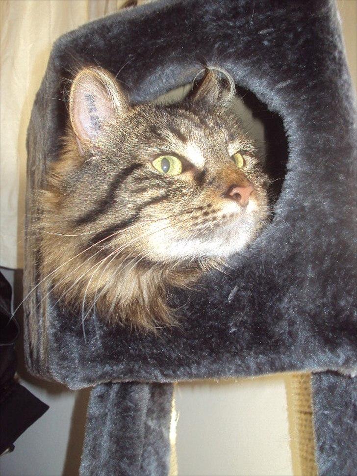 Blanding af racer Josefine billede 19