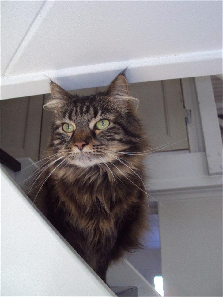 Blanding af racer Josefine billede 20