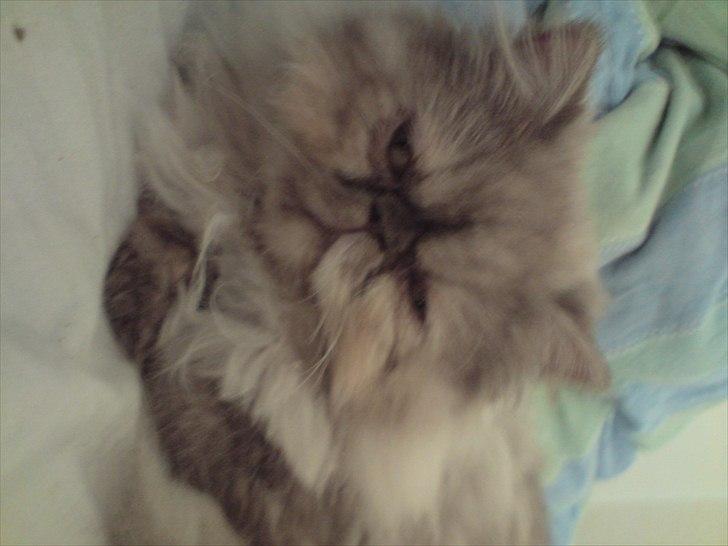 Perser Effie billede 6