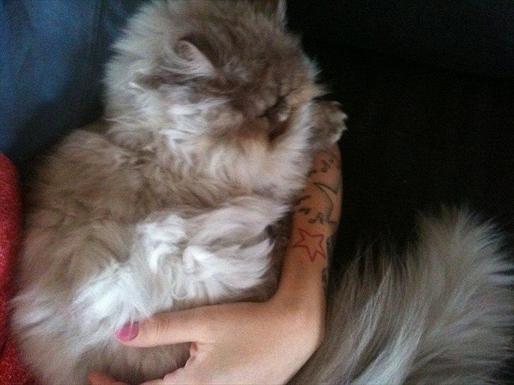 Perser Effie billede 7