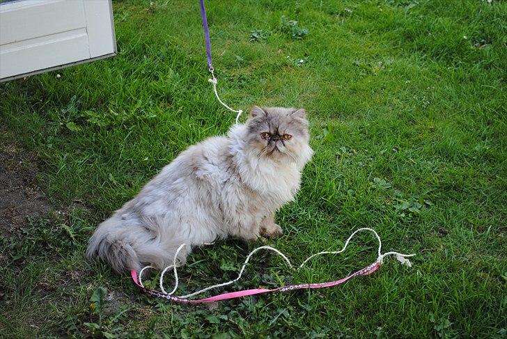Perser Effie billede 8