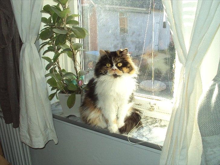 Perser Bella billede 11