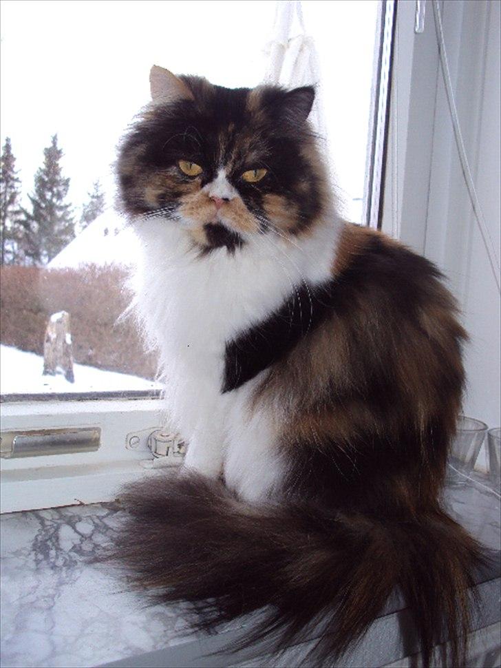 Perser Bella billede 12