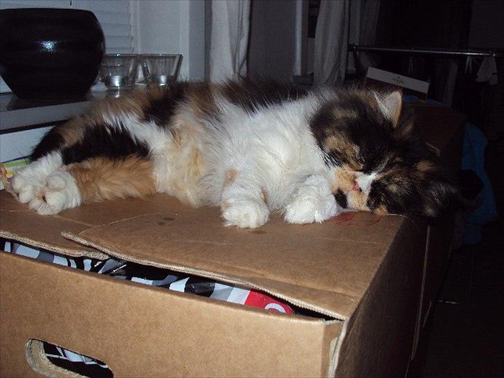 Perser Bella billede 13