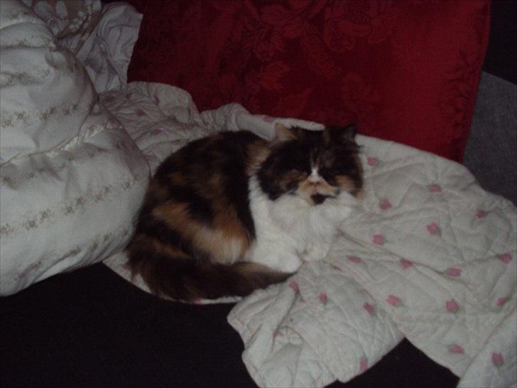 Perser Bella billede 14