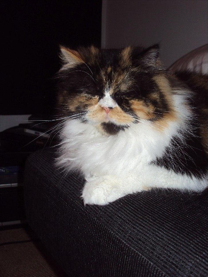 Perser Bella billede 16