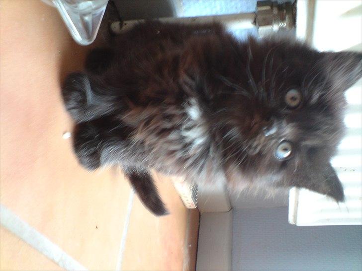 Blanding af racer Bella billede 18