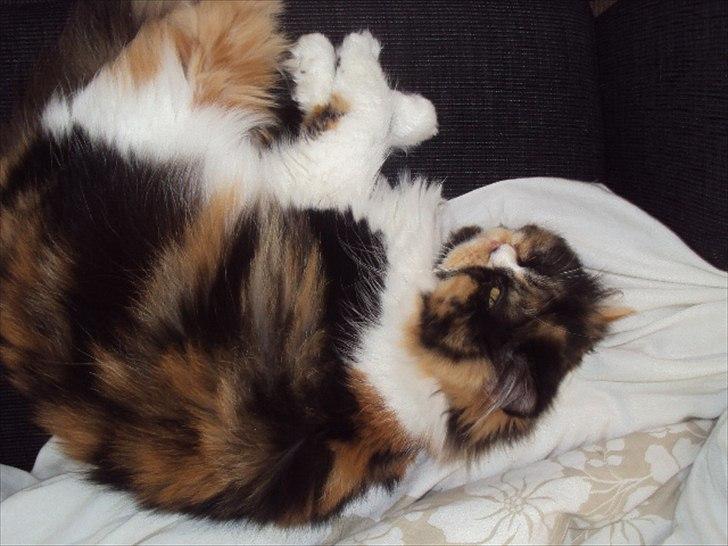 Perser Bella billede 17