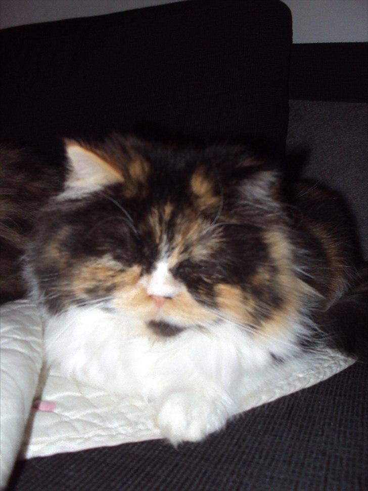 Perser Bella billede 18