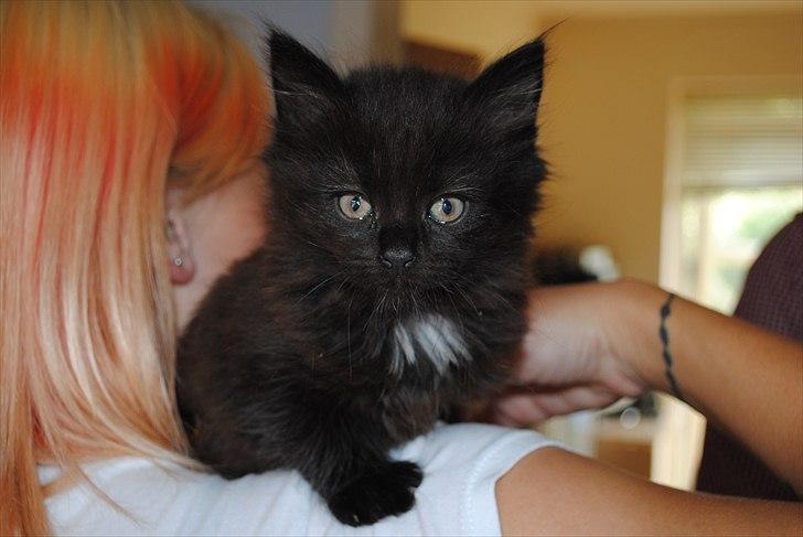 Blanding af racer Bella billede 16