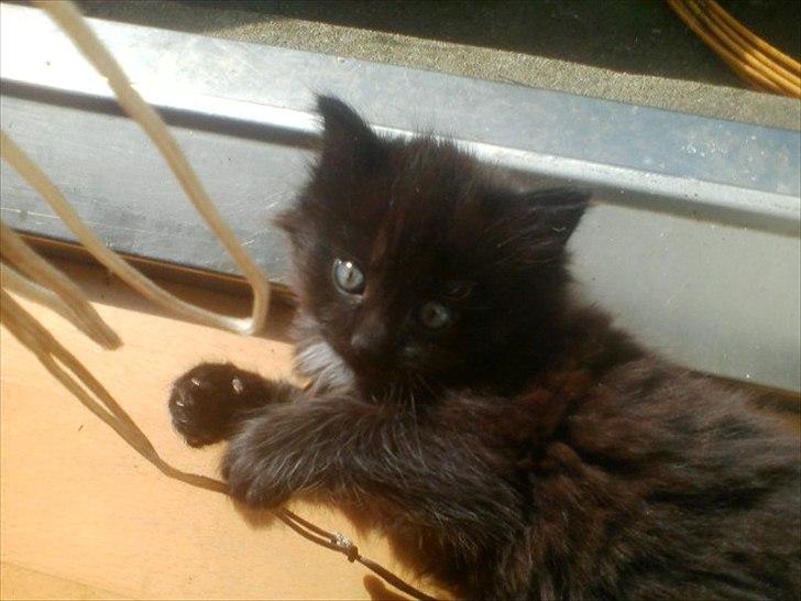 Blanding af racer Bella billede 17