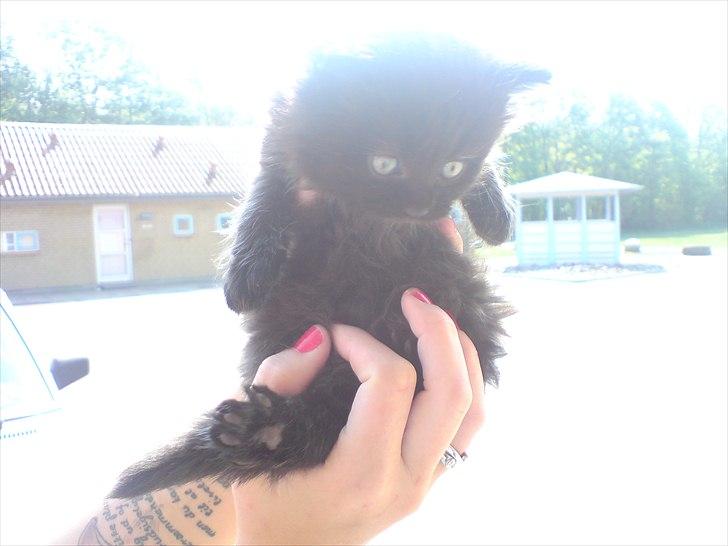 Blanding af racer Bella billede 19