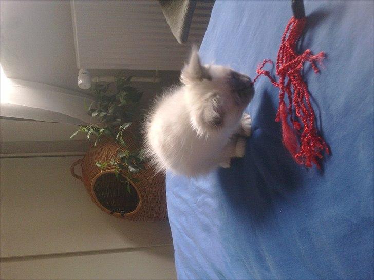 Hellig Birma Lilly billede 10