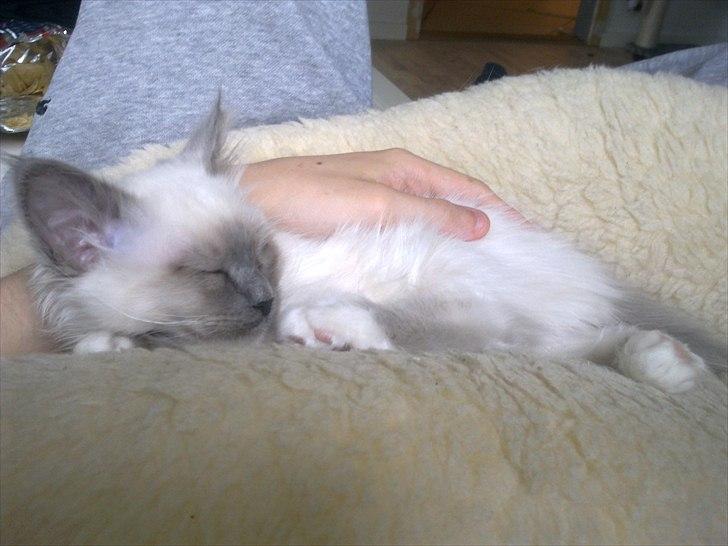 Hellig Birma Lilly billede 11