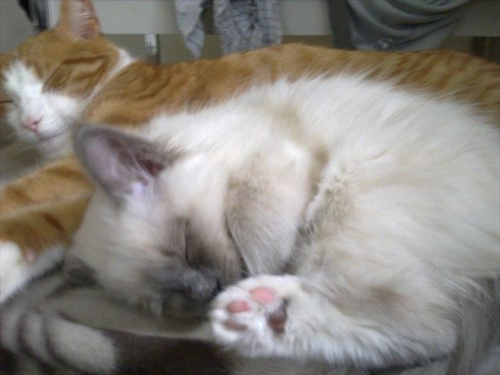 Hellig Birma Lilly billede 12