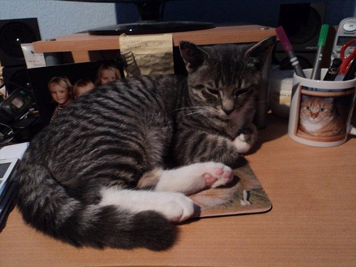 Huskat Zig Zag (Basse) - er jeg ikke flot? :) billede 13