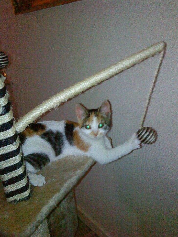 Huskat Emma - Emma, en af de tusind gange pr dag, hvor hendes kløer sidder fast i noget. Hun kan bare ikke få dem fri. Tossemis. :-) billede 1