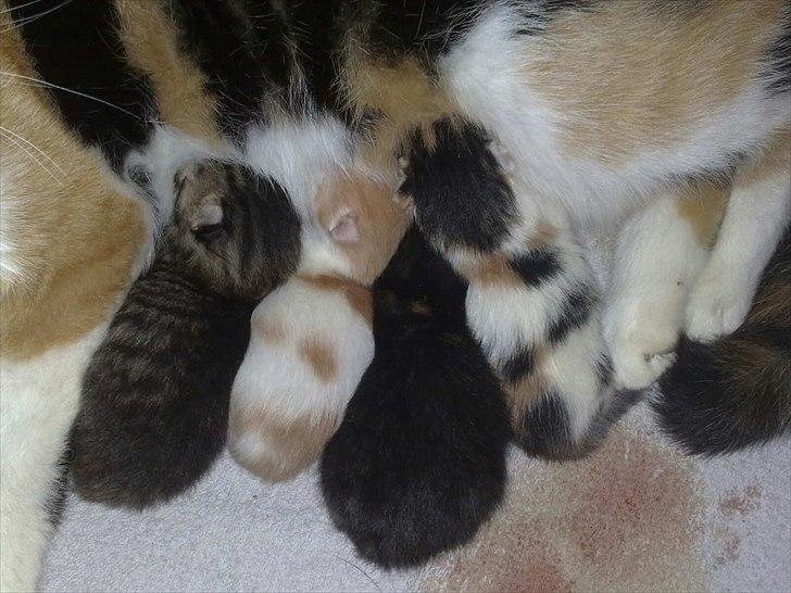 Huskat Emma - Emma længst til højre som lille lille missepige. billede 2