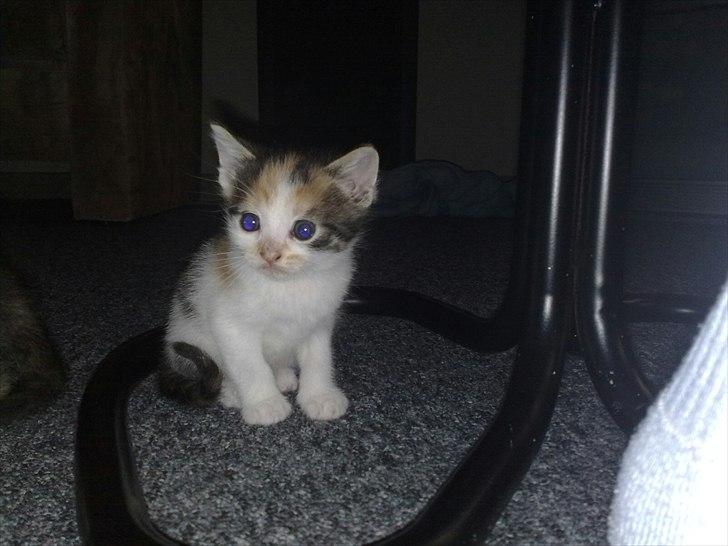 Huskat Emma - Mini-Emma billede 3