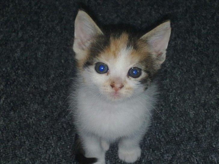 Huskat Emma - Mini-Emma igen :-) billede 4