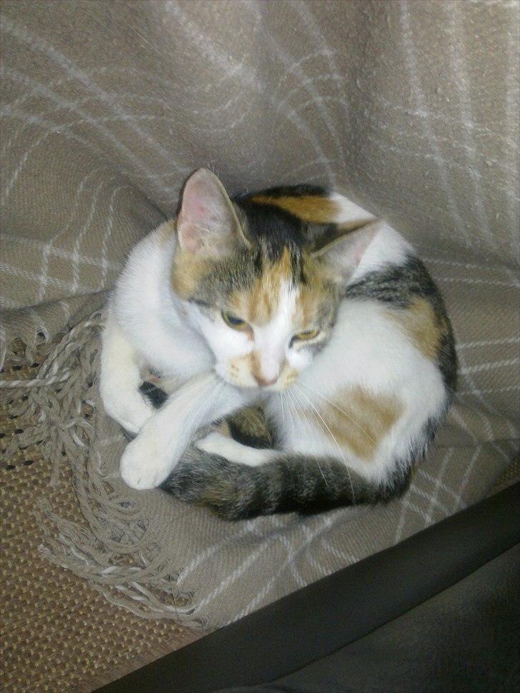 Huskat Emma - Her har hun gemt sig. Billedet er taget under tæppet. :-D billede 5