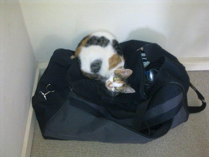 Huskat Emma - Sover på fars taske billede 6