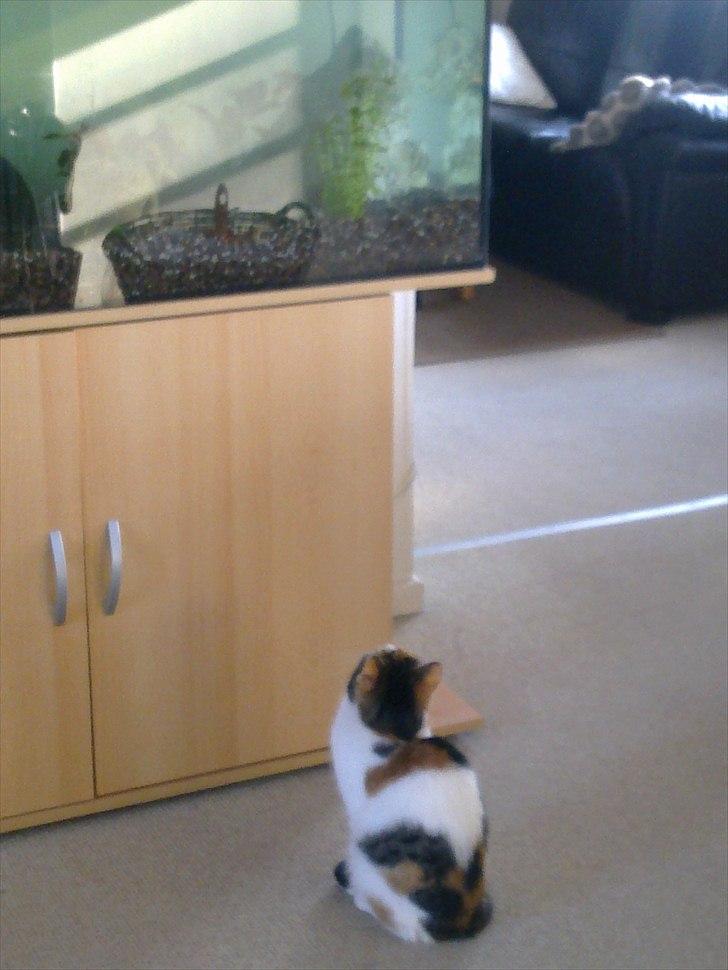 Huskat Emma - Fine fine fisk far har. Yum yum.... billede 7