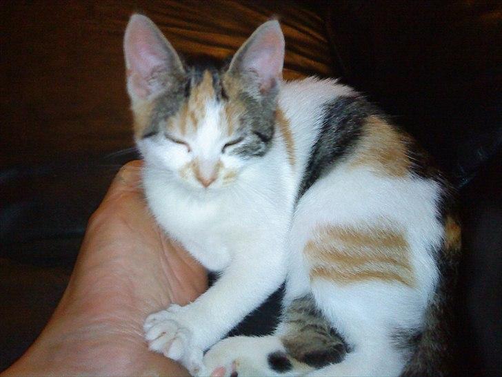 Huskat Emma - Puhaaa! Emma falder helt i svime over tæerne. billede 8