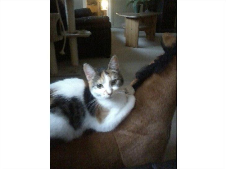 Huskat Emma - Emma ude og ride på Kira´s hest. billede 9