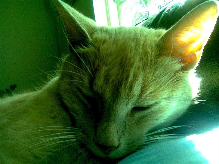 Huskat Bølle - Dejlige Bøllemis 2011 billede 1