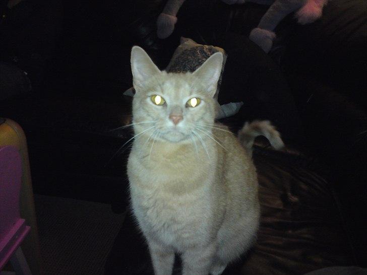 Huskat Bølle - Smukke hankat billede 2