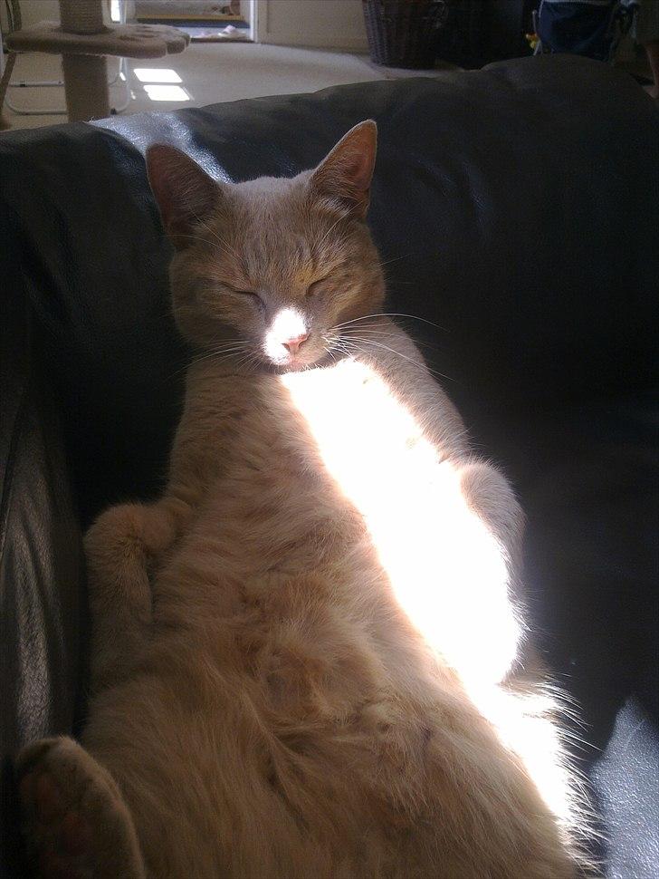 Huskat Bølle - Ahh, that´s life :-) billede 3