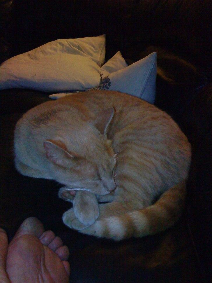 Huskat Bølle - Sovetryne billede 4