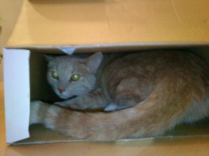 Huskat Bølle - Bølle elsker papkasser billede 5