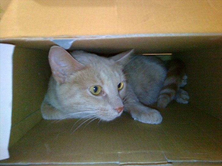 Huskat Bølle - Og igen billede 6