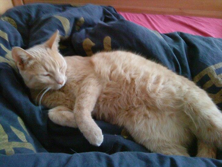 Huskat Bølle - Han elsker også og slappe af billede 7