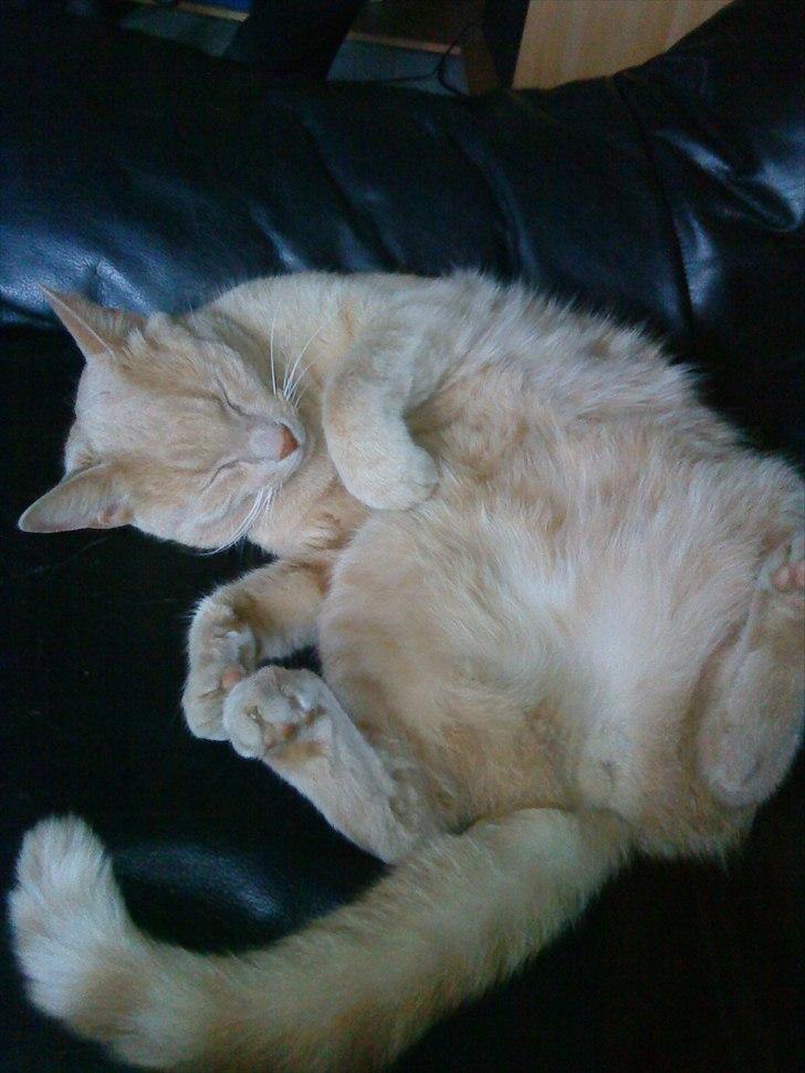 Huskat Bølle - Og og slange sig billede 8