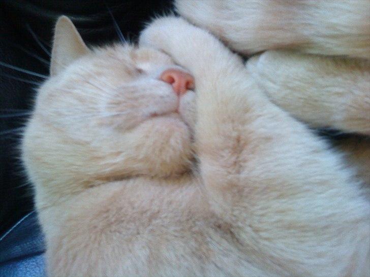 Huskat Bølle - Og ikke mindst og sove billede 9