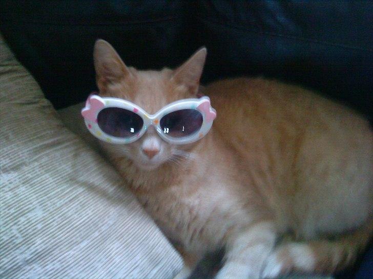 Huskat Bølle - Så er Bølle sommerklar billede 10