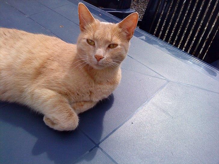 Huskat Bølle - Soler sig på terassen billede 11