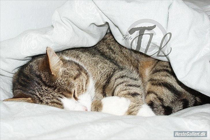 Blanding af racer Mille - Savnes. billede 1