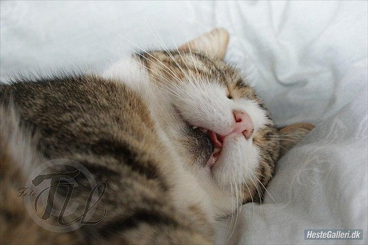 Blanding af racer Mille - Savnes. billede 2