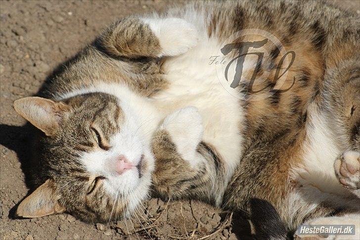 Blanding af racer Mille - Savnes. billede 3