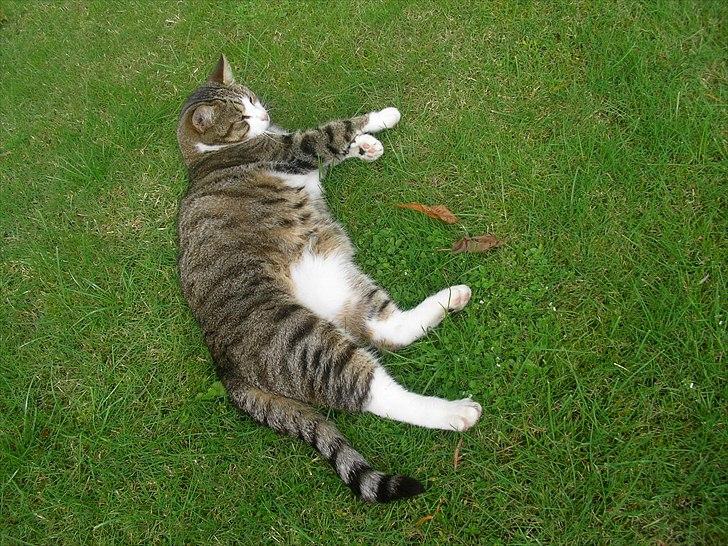 Blanding af racer Mille - Savnes. billede 4